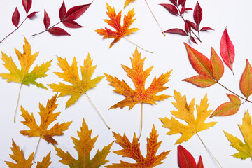 Obraz premium Autumn composition made of leaves