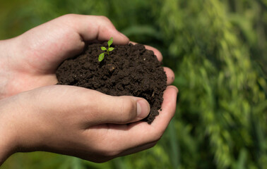 human hands protect the sprout. concept of ecology, protection.