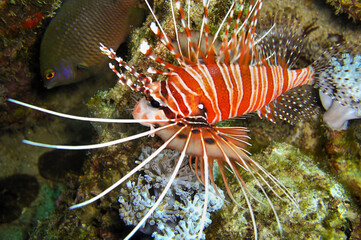 Lion fish (Pterois Volitans) in the filipino sea January 18, 2012