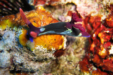 Fototapeta na wymiar Sea Slug or Nudibranch (Nembrotha Purpureo Lineata) in the filipino sea January 11, 2012