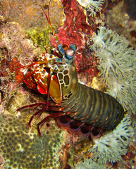 Mantis Shrimp (Odontodactylus Scyllarus) in the filipino sea November 20, 2010