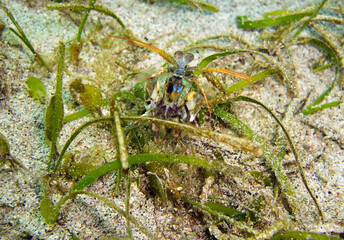 Very young Mantis Shrimp (Odontodactylus Scyllarus) in the filipino sea January 20, 2012