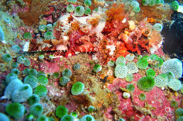 Tasseled Scorpionfish (Scorpaenopsis Oxycephala) in the filipino sea January 13, 2012