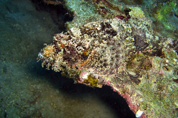 Fototapeta na wymiar Tasseled Scorpionfish (Scorpaenopsis Oxycephala) in the filipino sea January 13, 2012
