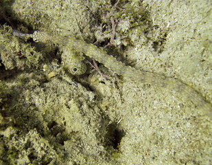 Pipefish (Doryrhamphus) in the filipino sea January 9, 2012