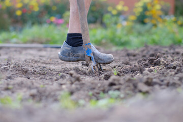 Young man digs potatoes with a pitchfork