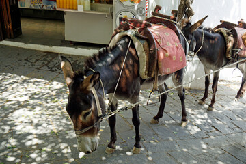 donkeys of Lindos on Rhodes Island