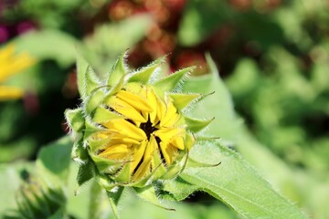 Blooming Sunflower 