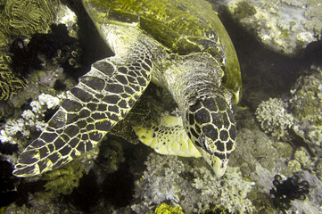 Sea Turtle (Chelonia) in the filipino sea January 8, 2012