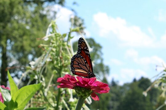 butterfly on a flower