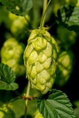 Common hop (Humulus lupulus) growing in the garden. Female cones on the branch. Close up. Detail.
