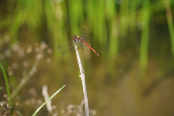Große Heidelibelle auf einem Ast sitzend, Sympetrum striolatum