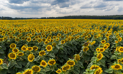 Sunflower field with cloudy blue sky, aerial bird-eye view.