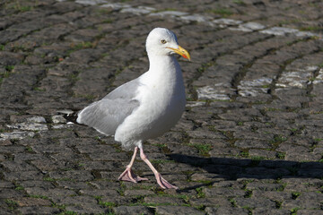 Fototapeta premium Möwe
