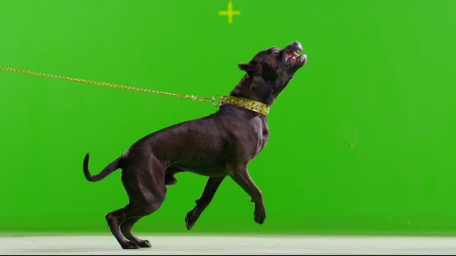 3K Real black pit bull dog barking. Green screen chroma key. Close up. Slow Motion. 
Shot on RED EPIC Cinema Camera.