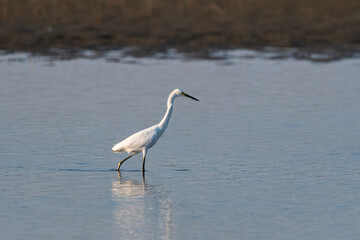 Snowy Egret wading in a lake while hunting for food