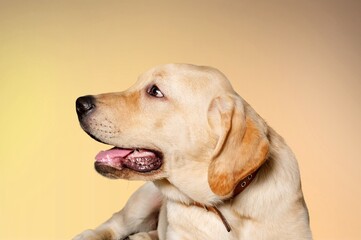 studio shot of a cute domestic dog on colored background