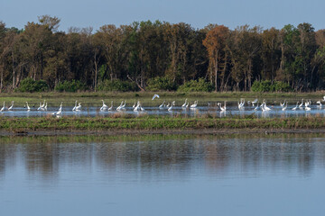 A large flock of Great White and Snowy Egrets wading in a lake