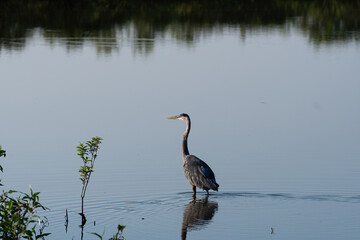 Great Blue Heron wading out into a lake hunting for food