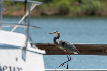 Great Blue Heron strolling past a boat in a marina