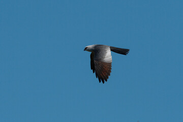 Mississippi Kite soaring through a blue sky