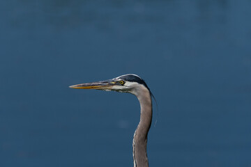 Profile of a Great Blue Heron by a lake