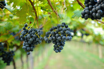 Ripe red wine grape ready to harvest,  South Italy. A bunch of dark grapes on the vine. The grapes grow in the sun. Close-up of bunches of grapes on a fall day.