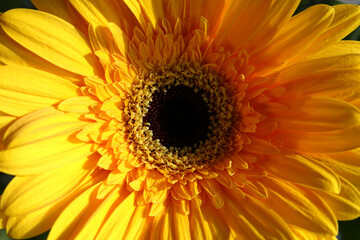Yellow gerbera, a beautiful flower close-up