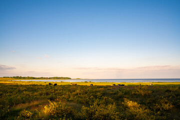 Obraz premium East coast near Landön in Skåne, Sweden