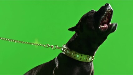 3K Real black pit bull dog barking. Green screen chroma key. Close up. Slow Motion. 
Shot on RED EPIC Cinema Camera.