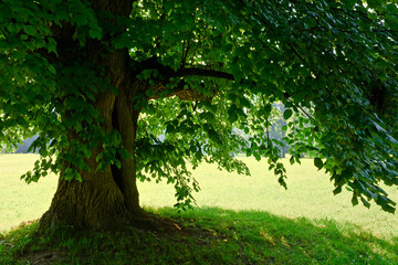 Old linden tree in the park