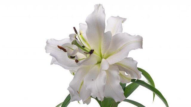 Beautiful white Lily flower bud opening timelapse, extreme close-up of blooming Lilly flower isolated on white background. Purity concept. SPA concept.
