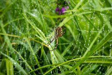Morgentau mit Wespenspinne und Spinnennetz