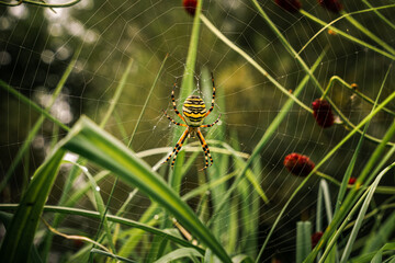 Morgentau mit Wespenspinne und Spinnennetz