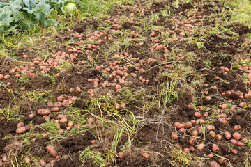Potato field. Harvesting potatoes in autumn.