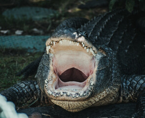 close up of a crocodile with mouth open