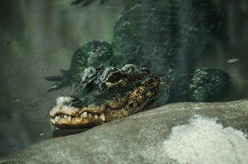 alligator in the zoo