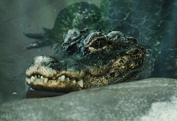 crocodile in the zoo