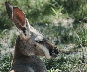 portrait of a kangaroo