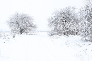 Rural road in winter