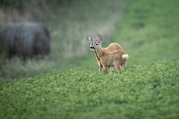 Roe deer couple (Capreolus capreolus) on green meadow