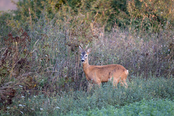 Naklejka na ściany i meble Roe deer Capreolus capreolus in natural habitat. Roe buck standing and looking at camera 