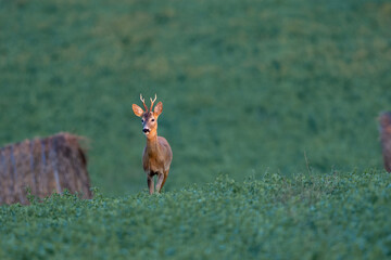 Roe buck capreolus capreolus