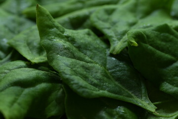New Zealand spinach green leaves closeup, spinach background or texture.