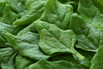 New Zealand spinach green leaves closeup, spinach background or texture, fresh vegetable, heirloom...