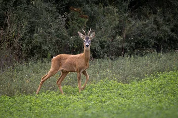 Tuinposter Roe deer roe buck capreolus capreolus © AlexandruPh