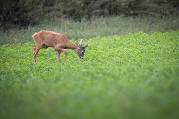 Roe deer capreolus capreolus grazing