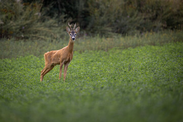 Roe deer Capreolus capreolus in natural habitat. Roe buck standing and looking at camera 