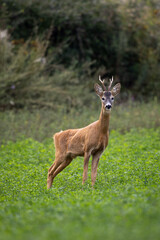 Roe deer roe buck standing and looking to the camera on green meadow