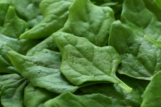 New Zealand spinach green leaves closeup, spinach background or texture, fresh vegetable, heirloom plant.